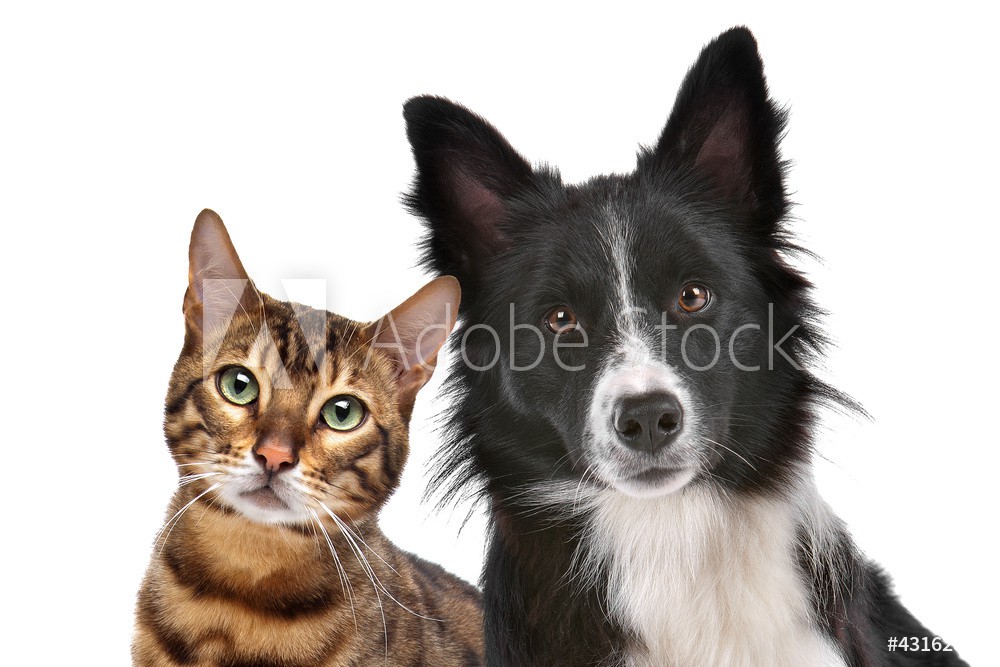 8.5x6" Veterinarian Reminder Postcards