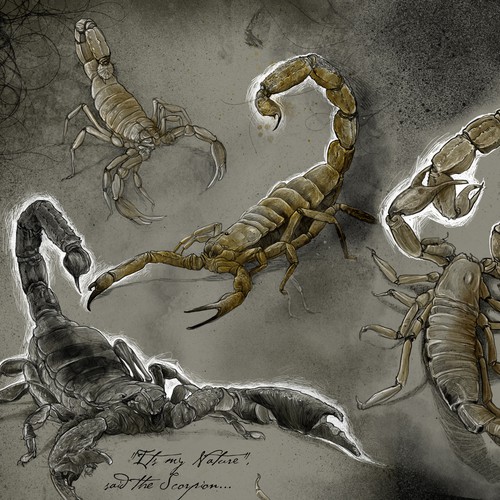 Scorpion illustrations