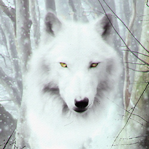 WOLF'S BLOOD COVER