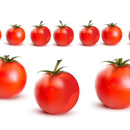 Need a  vector drawing of a Tomato