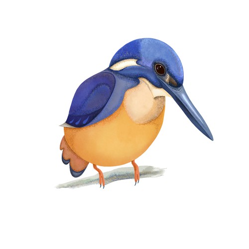 Illustration of an Australian bird