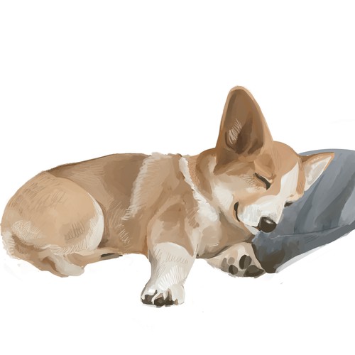 Corgi illustration