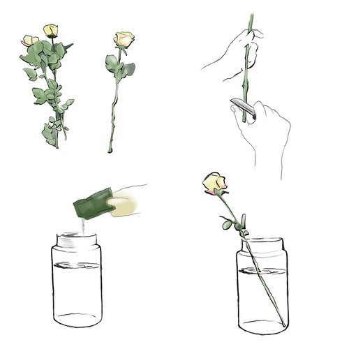 Illustration of flower care instructions.