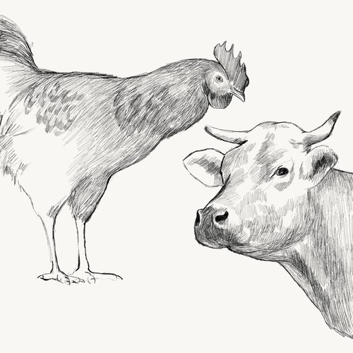 draw for label design bone broth