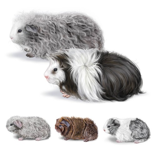 Peruvian Guinea Pigs Illustration