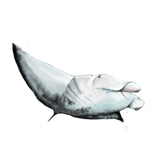 watercolor manta