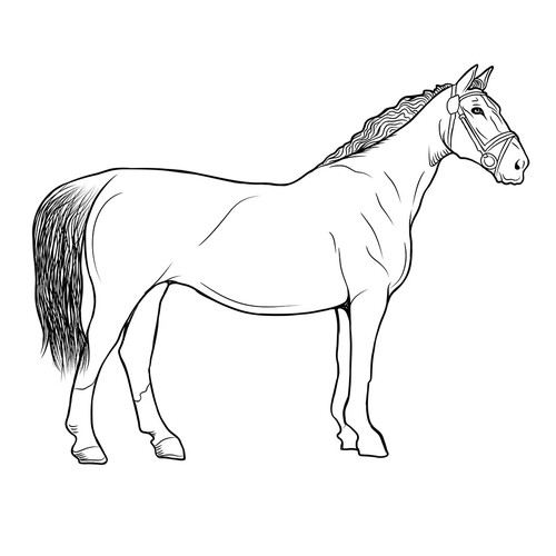 Horse