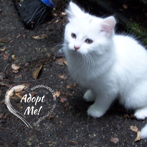 Help Rescue Animals Find Homes