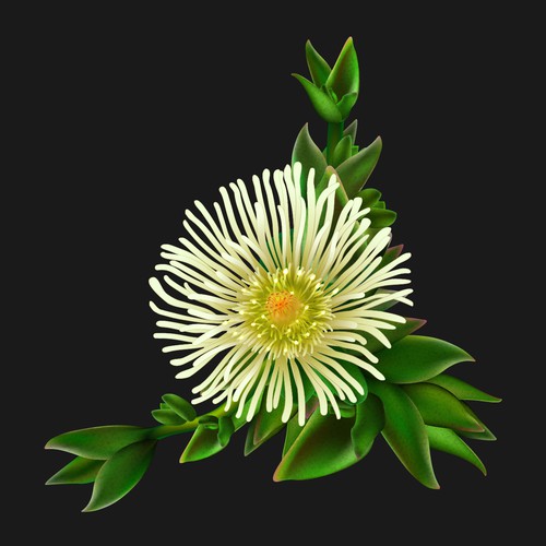 Flower Illustration