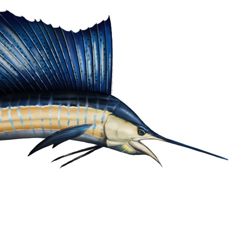 Sailfish Graphic for Fishing tournament brochure - must be original