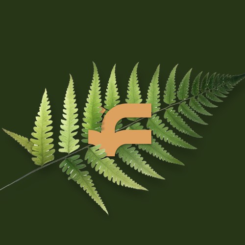 Fern