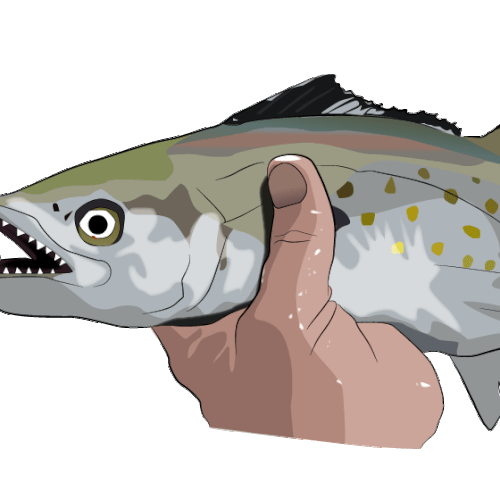 vectorize jpeg fish images
