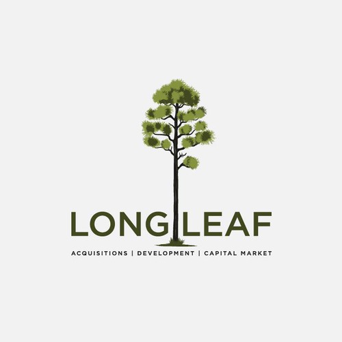 LONG LEAF PINE TREE FOR REAL ESTATE COMPANIES
