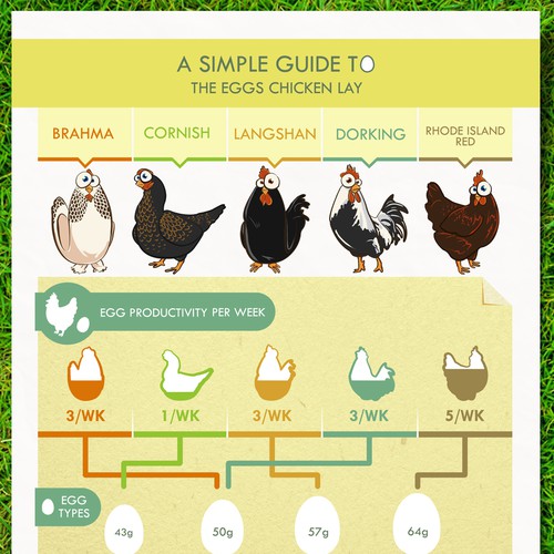 Cotswold Chickens needs a new infographic