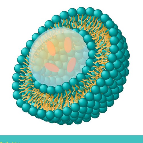 Liposome Design