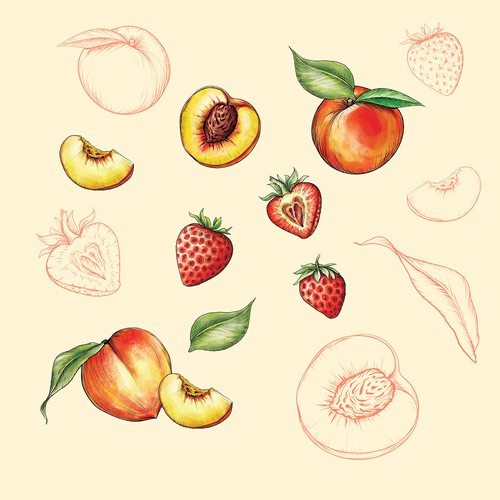 Fruit Illustrations