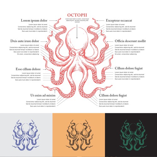 octopus illustration