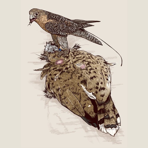 Hawk Hunter