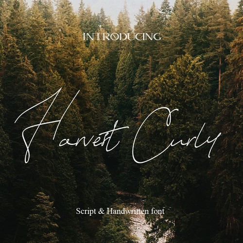 Harvest Curly