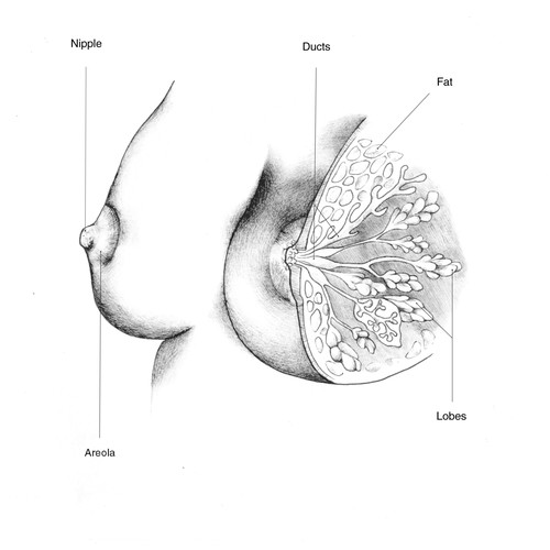 Gynecology illustrations for lay peoplee