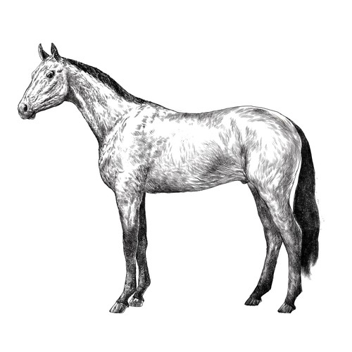 Horse drawing