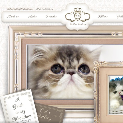 cotton cattery website