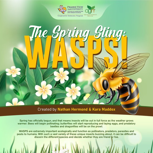 Wasps Guide Infographic