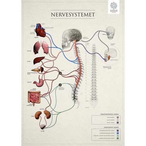 Spine and Nerve Chart Illustration for Patient Education.
