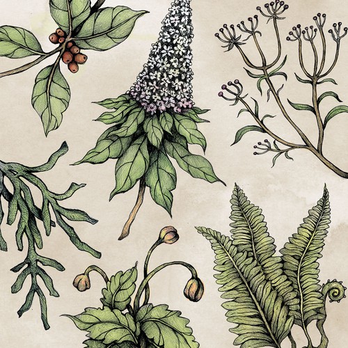 hand drawn herbs illustration