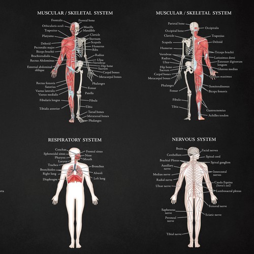 Anatomy poster 2