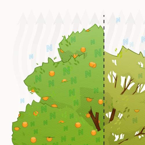 Illustrating how two different products effect the health of a citrus tree