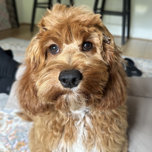miso