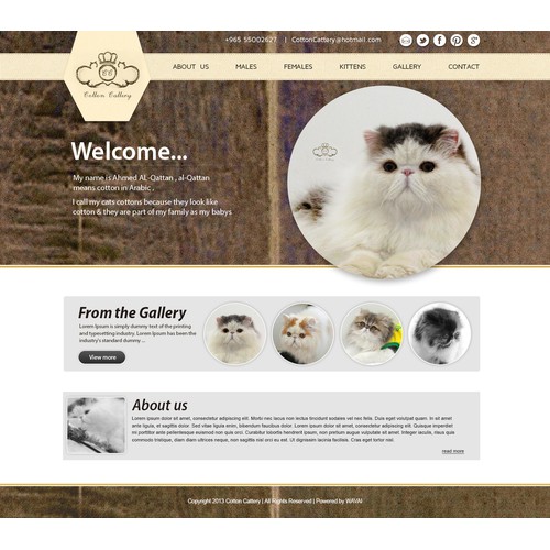 cotton cattery website