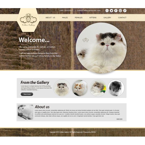 cotton cattery website