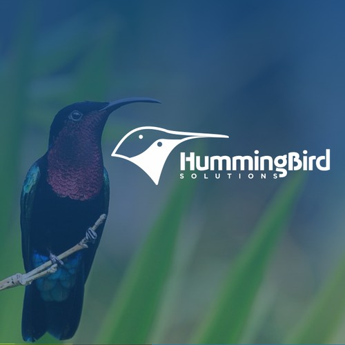 hummingbird