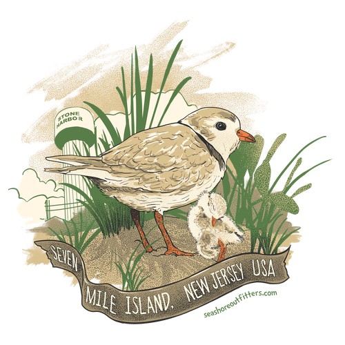 piping plovers for seashore outfitters