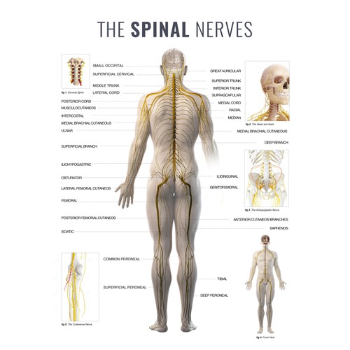 The Spinal Nerves