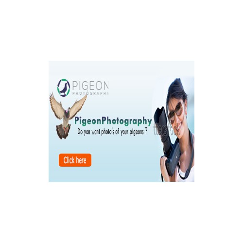 Banner-design for PigeonPhotography