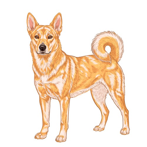 Canaan Dog Rascal