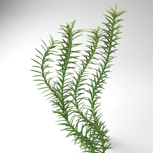 Plant in 3D Visual