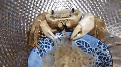Ramen crab