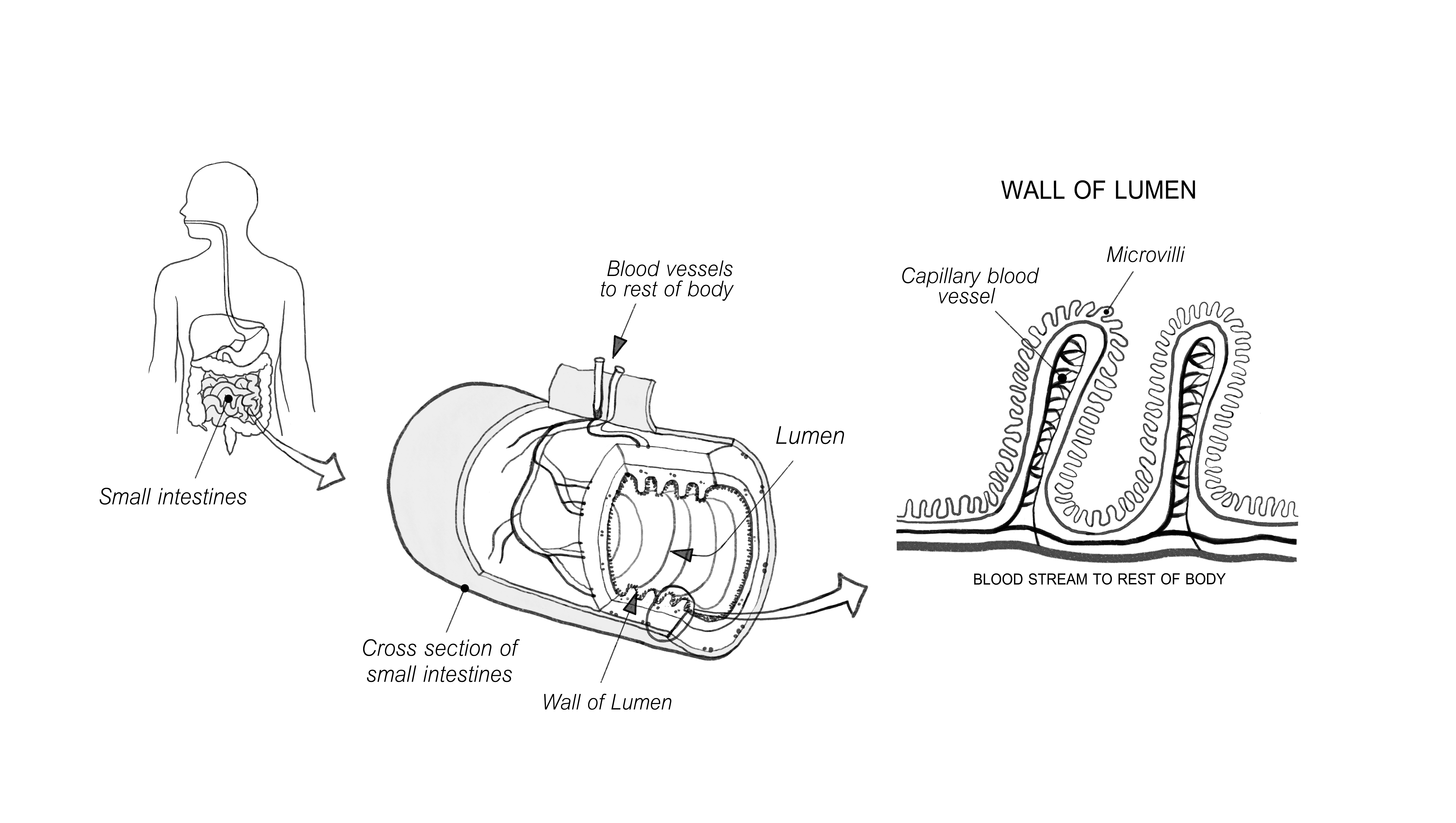 Additional illustrations for book on gut health