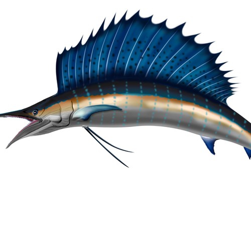 Sailfish Graphic for Fishing tournament brochure - must be original