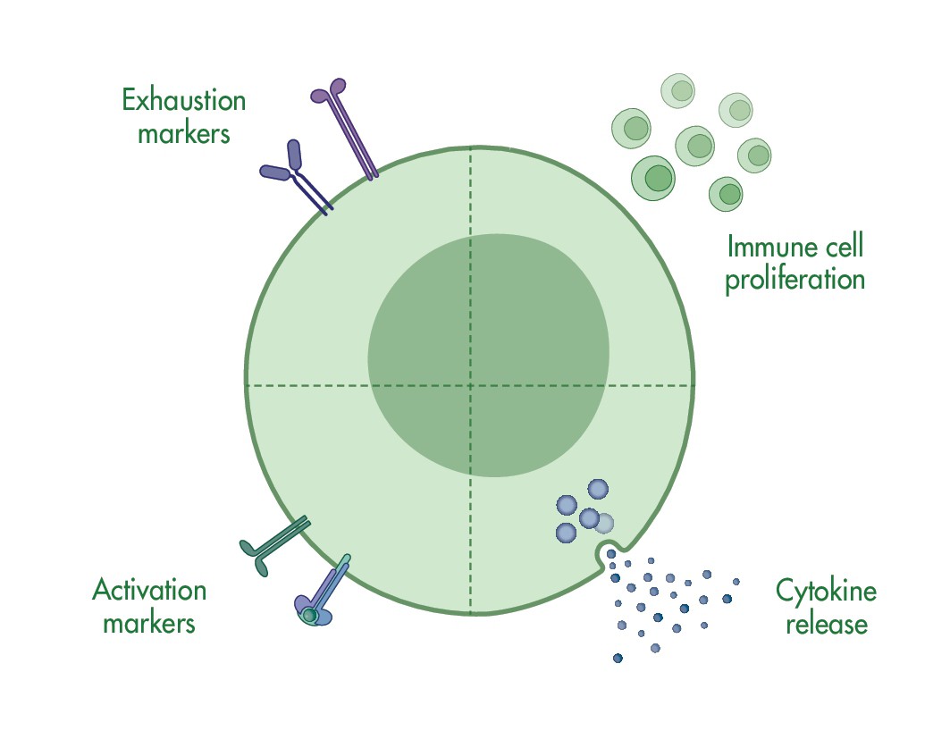 220427_IO_cell_assay_images