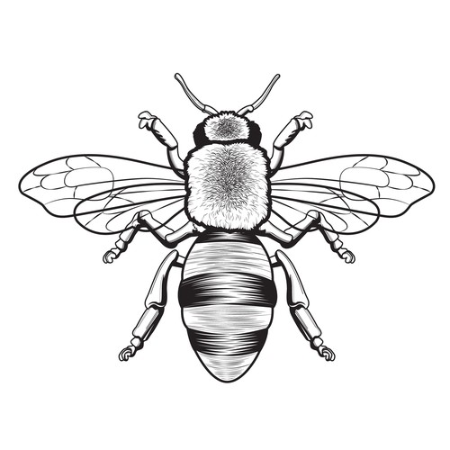 Scientific Honey Bee Illustration