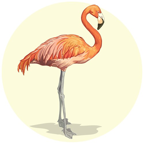 flamingo