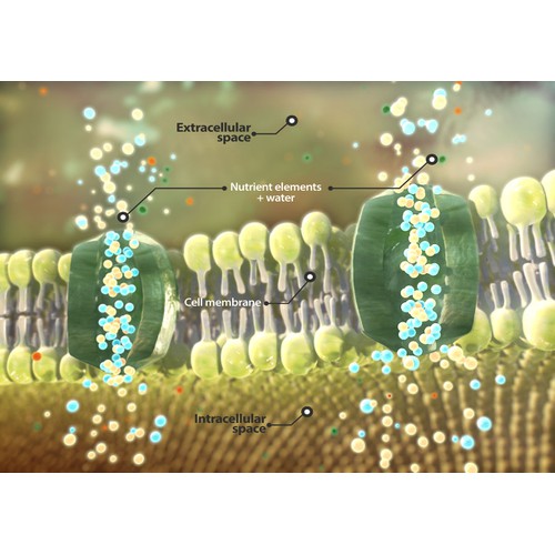 Illustrate a plant cell wall and osmosis
