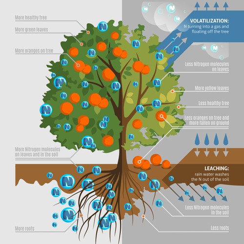 Illustrating how two different products effect the health of a citrus tree