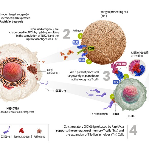 Scientific Illustrations