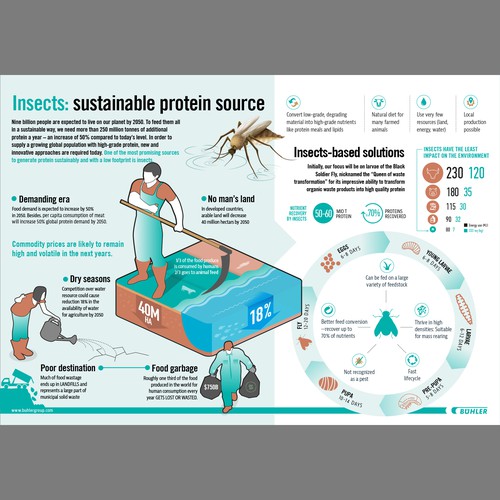 Insects infographic